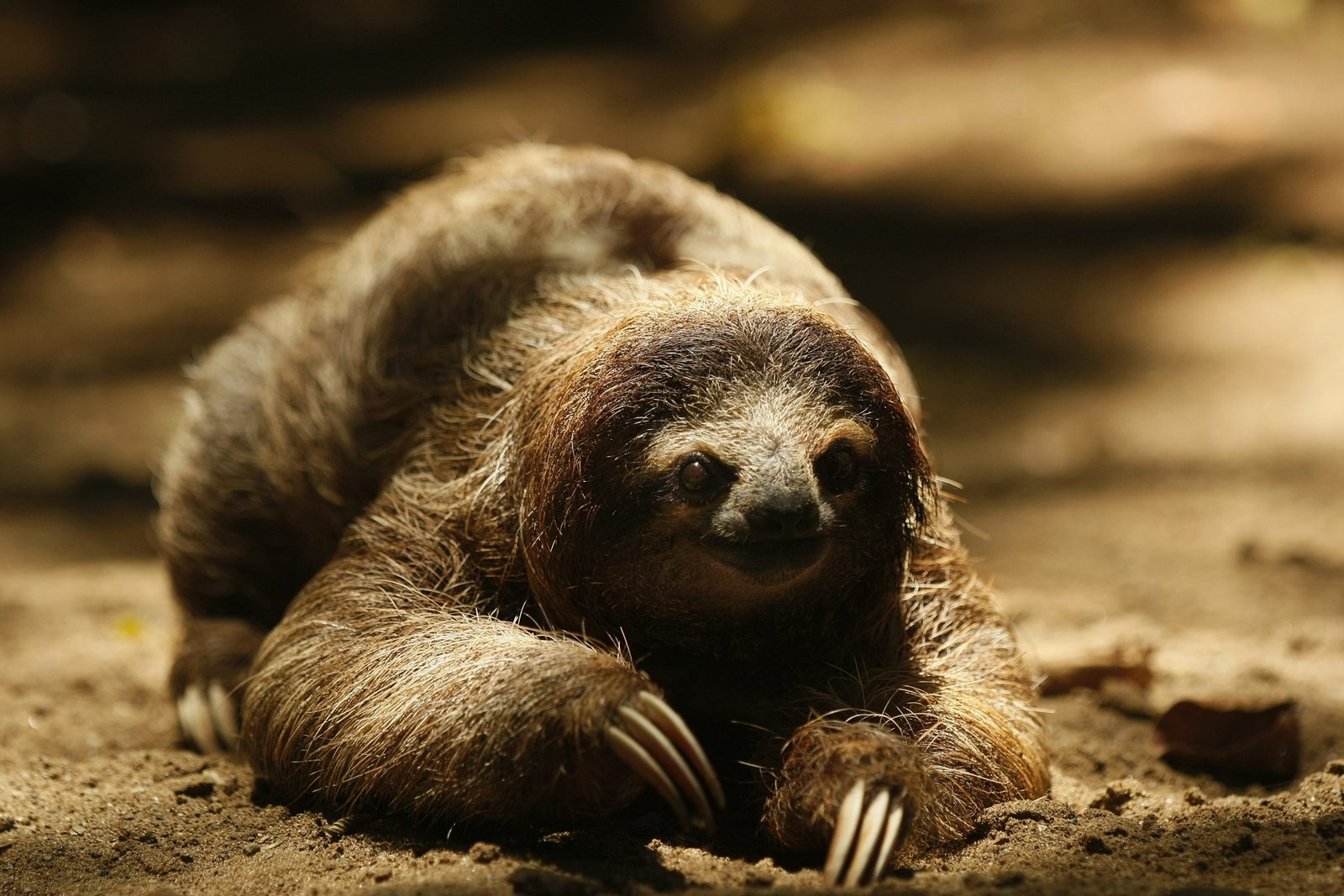 Wildlife Tour Costa Rica