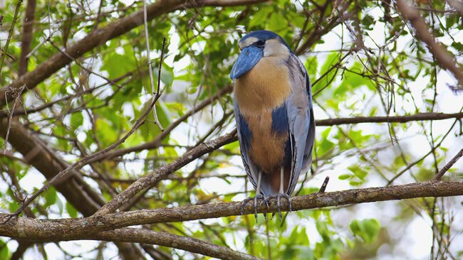 Wildlife on Tempisque River