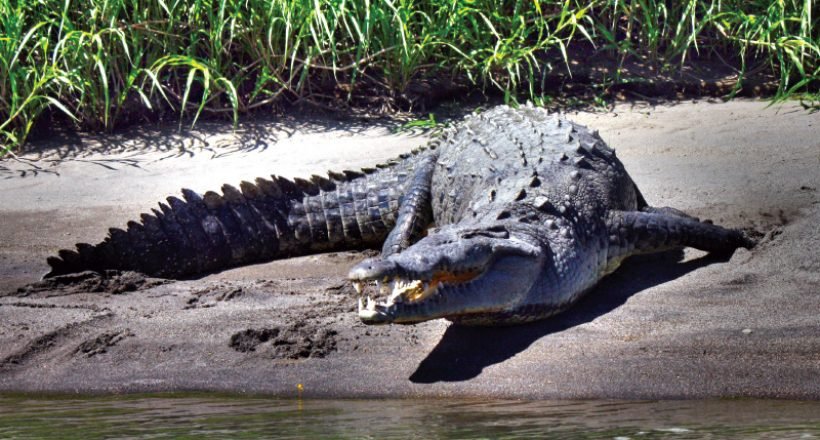 Palo Verde River Safari