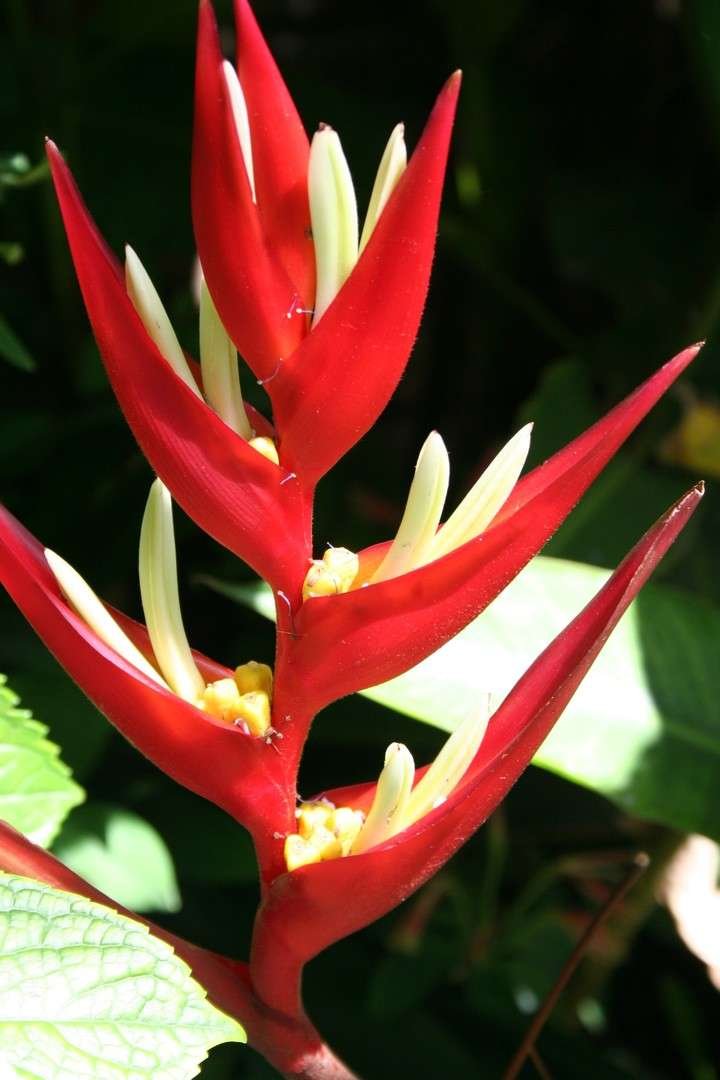 Rainforest trail