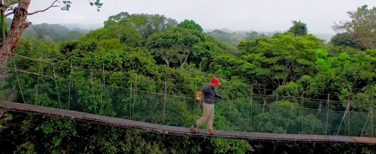 Rainforest wildlife