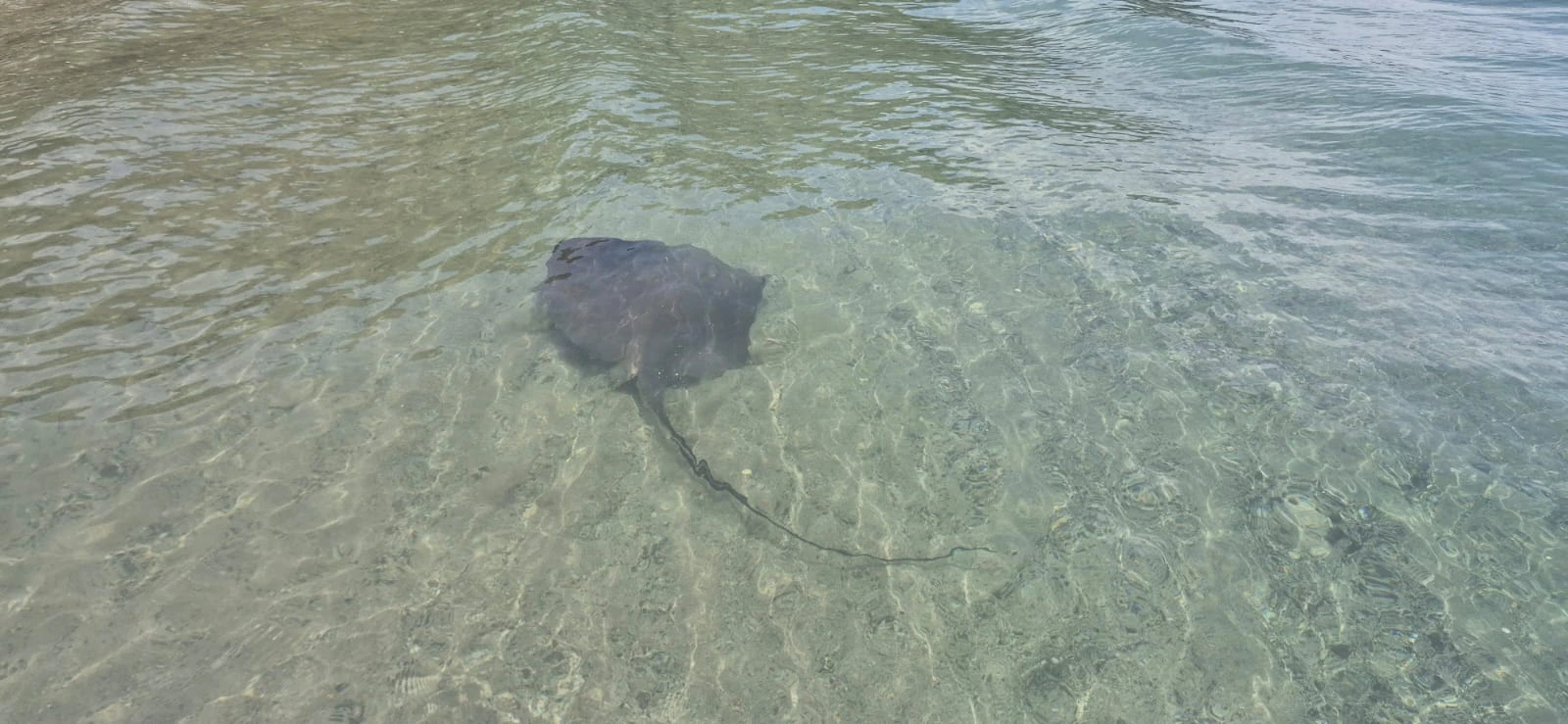 Marine wildlife encounter during a Costa Rica tour